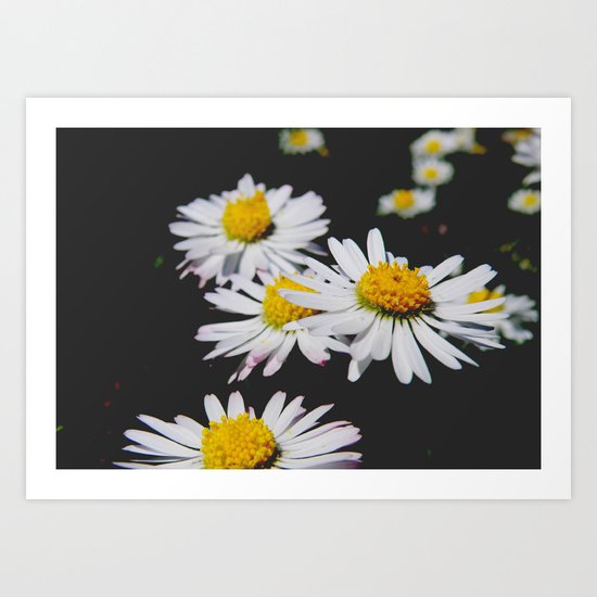 Daisies #1 Art Print