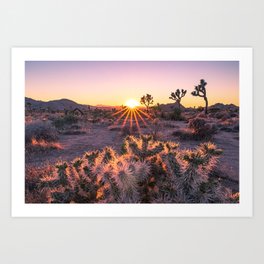 Joshua Tree Cholla Cactus Sunset Art Print