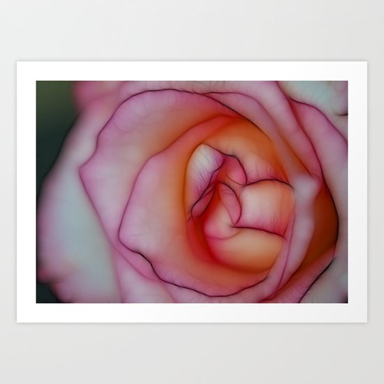 Radiant Rose Art Print