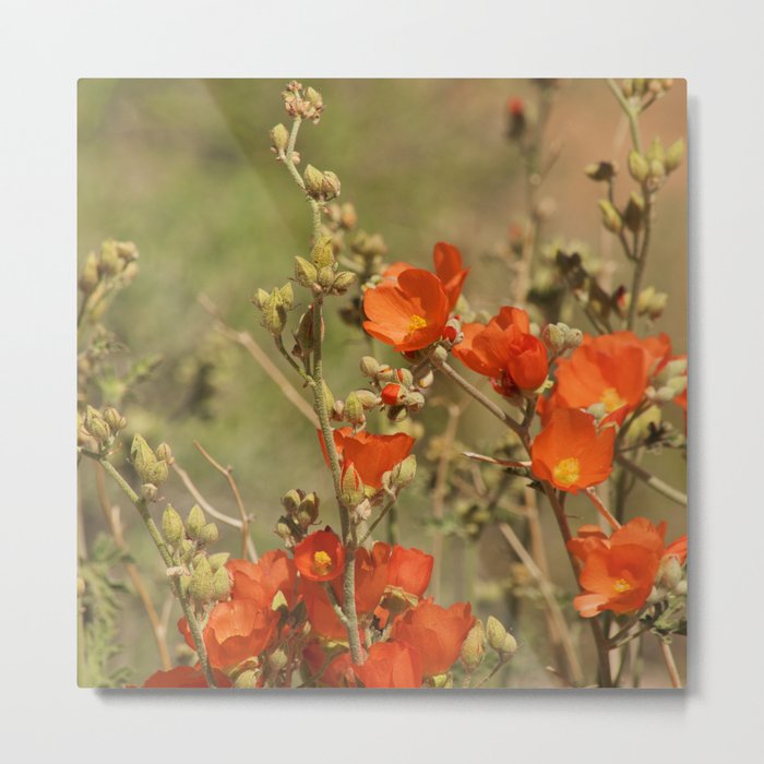 Desert Wildflower - 4 Metal Print