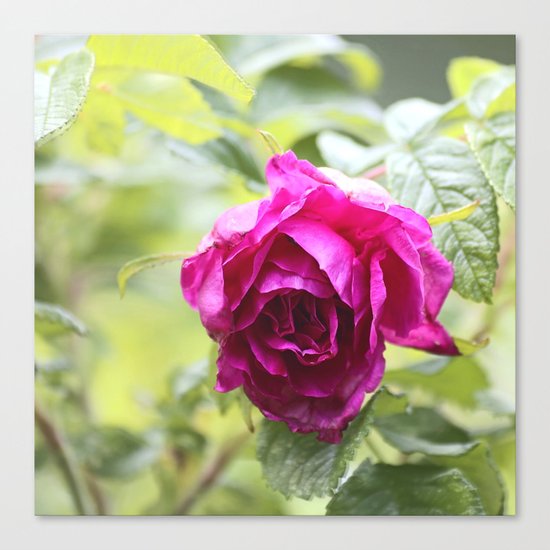 Wild Rose Canvas Print