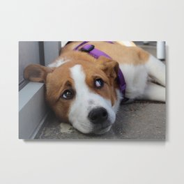 Ginger Metal Print | Puppy, Digital, Mutt, Dog, Corgi, Color, Mixdog, Photo, Hdr, Film 