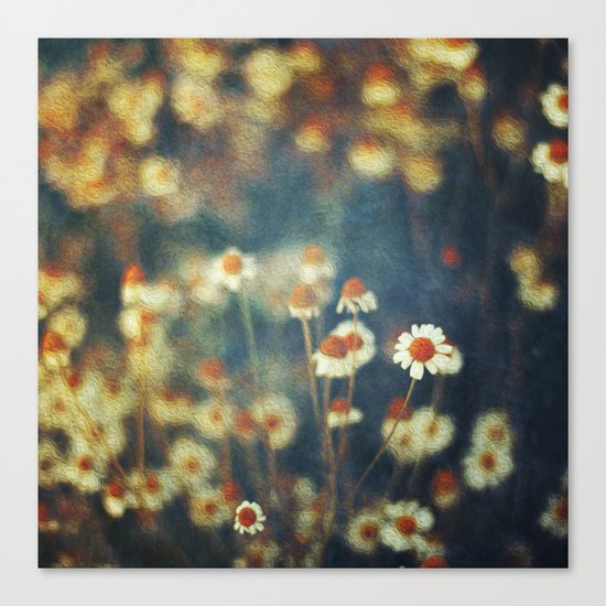 camomille Canvas Print