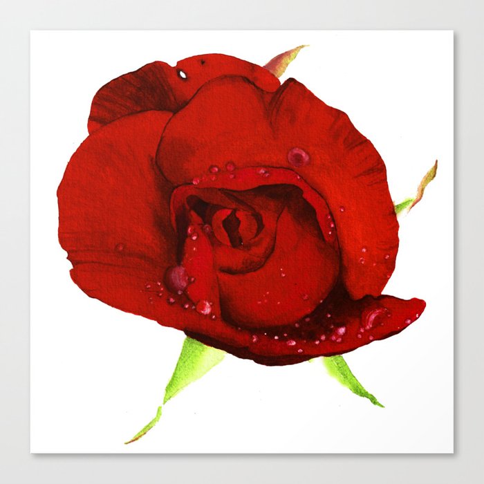 crimson rose Canvas Print