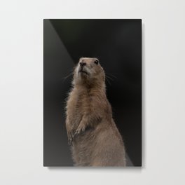 Prairie Dog Lookout Metal Print | Standing, Red, Alert, Squirrel, Funny, Standingup, Brown, Rodent, Mammal, Ground 