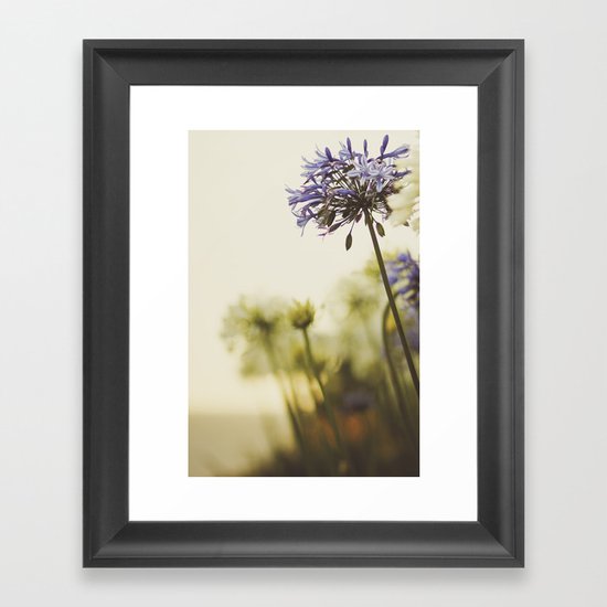 Agapanthus Framed Art Print