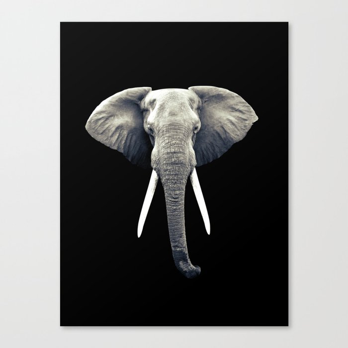 Elephant Portrait Canvas Print
