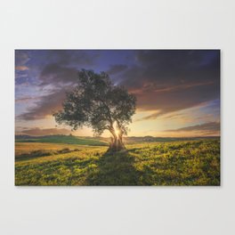 Olive tree at sunset. Tuscany Canvas Print