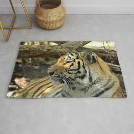  Asian Bengal Tiger Wildcat Resting Portrait Forest Rug | Tiger, Predator, Beauty, Forest, Wildcat, Bigcat, Asia, Beautiful, Wild, Felinepanther 