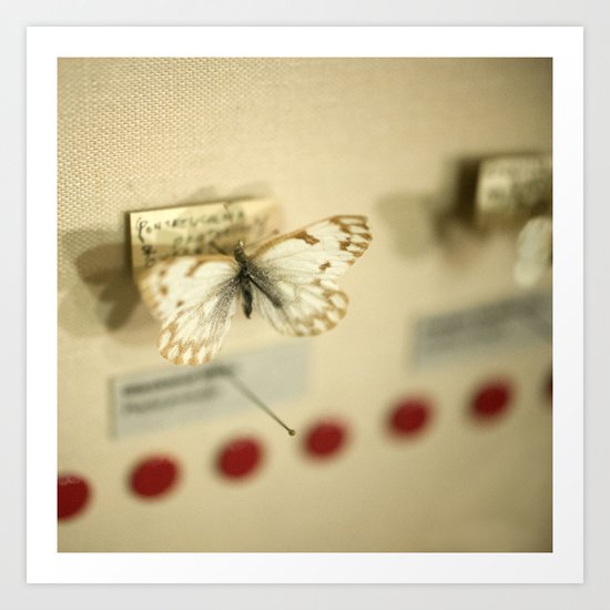 Butterfly Specimen Art Print