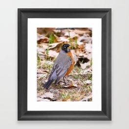 Colorful American Robin | Nature in America | Fruita, Utah | Fine art bird photography Framed Art Print