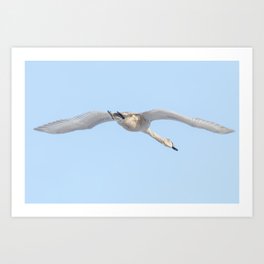 Mute Swan in flight blue sky (Cygnus olor) Art Print