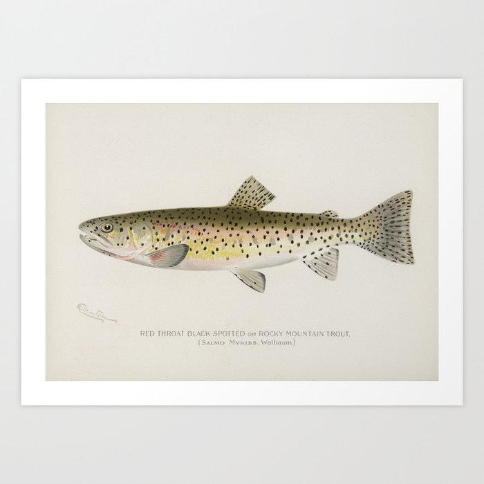 Spotted trout Art Print