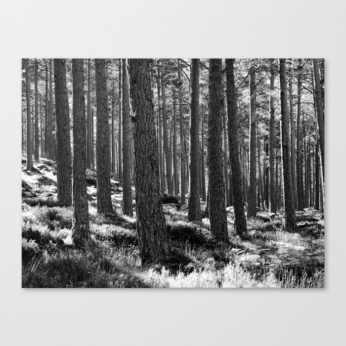 Pine Woodland in Black and White Canvas Print