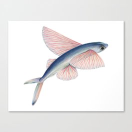Flying Fish Canvas Print