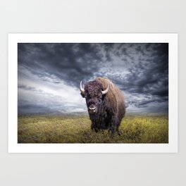 Plains Buffalo on the Prairie Kunstdrucke | Bison, Mammal, Tatonka, Prairie, Wildlife, Cow, Nationalpark, Photo, Custer, Cattle 