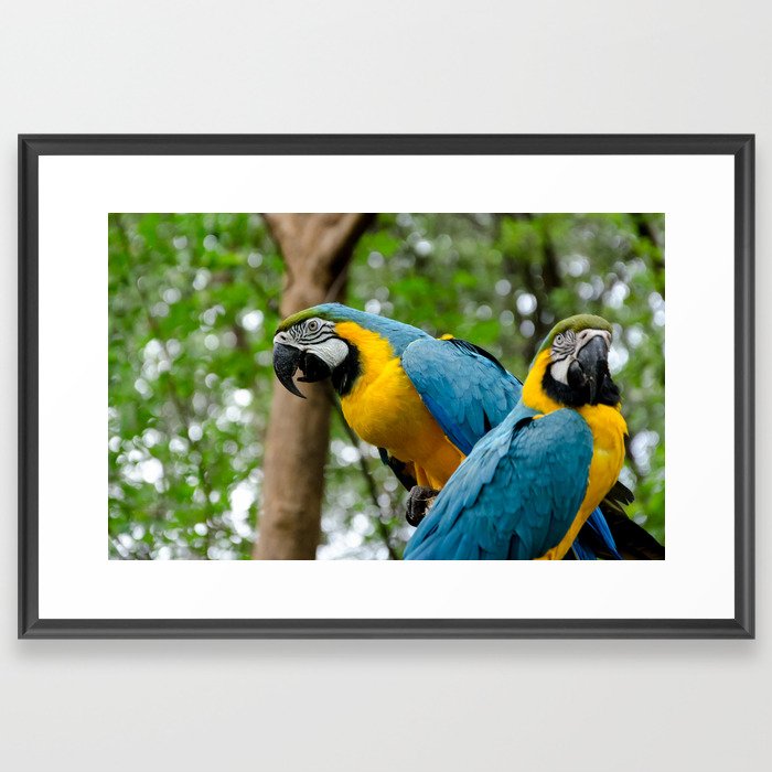Macaws Framed Art Print