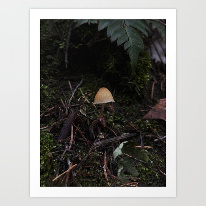 mushroom in december ii / forest Art Print
