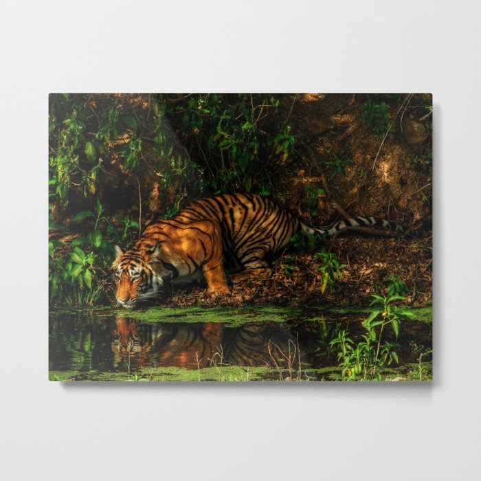 The Royal Bengal Tiger ( Metal Print