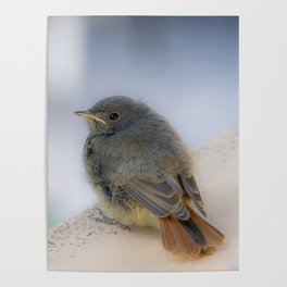 Young redstart - cute little bird Poster