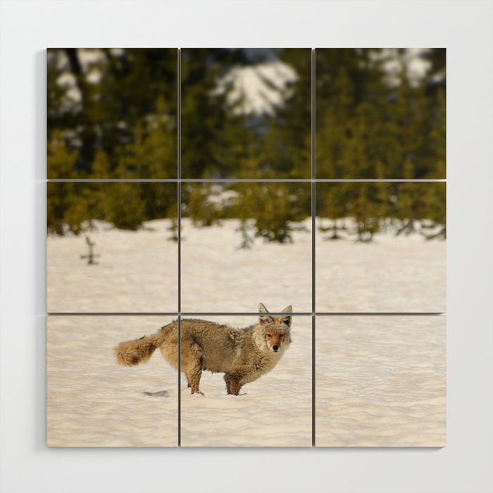 Coyote in Yellowstone, Coyote in Snow, Coyote in Winter, Wildlife in Snow, Wildlife in Yellowstone Wood Wall Art