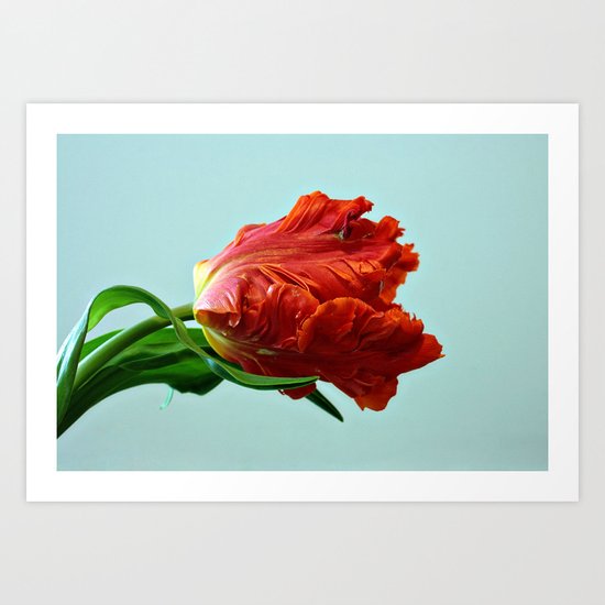 American Tulip Art Print
