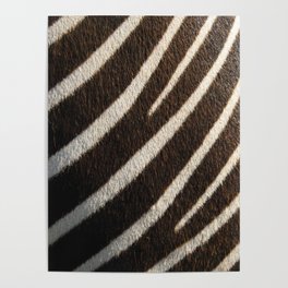 Zebra Print Poster