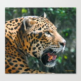 Jaguar in May Canvas Print