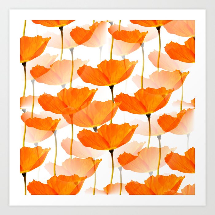 Orange Poppies On A White Background #decor #society6 #buyart Art Print