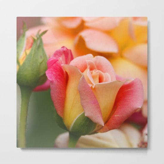 Rose_2014_0949 Metal Print