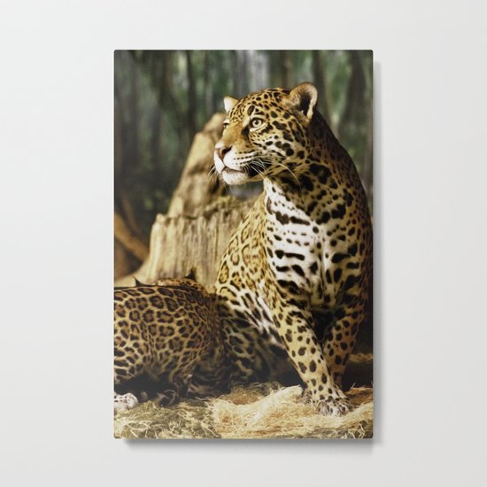 Female Jaguar, Stella Metal Print