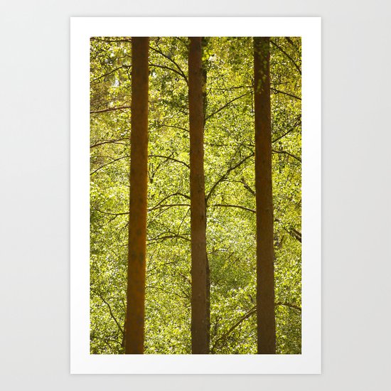 Three Tree Trunks Art Print