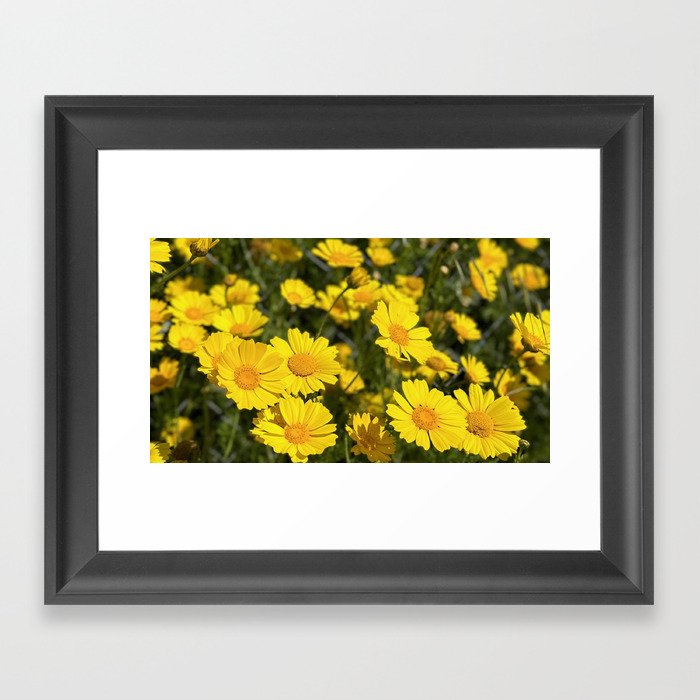 Little sunflower  Framed Art Print