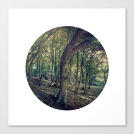 Conforting green deciduous forest landscape Canvas Print