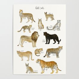Wild Cats Poster