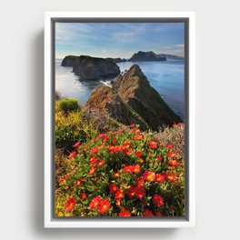 Anacapa Island and Ice Plant, Channel Islands National Park, California Framed Canvas