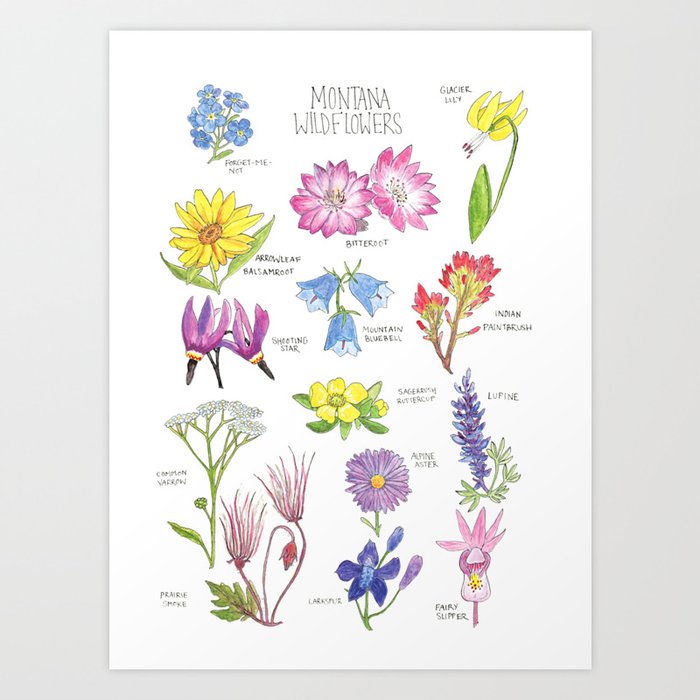 Montana Wildflowers Chart Art Print by Hannah Jakob
