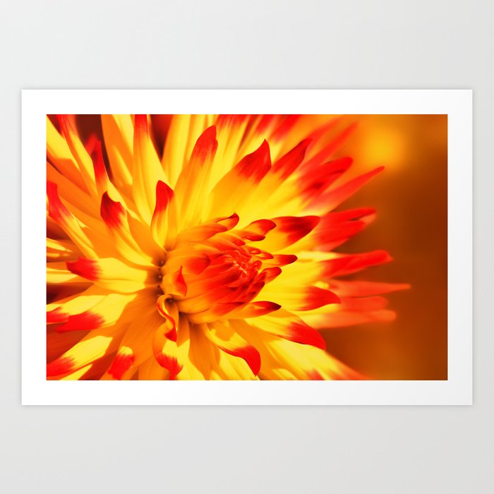 Dahlia Art Print