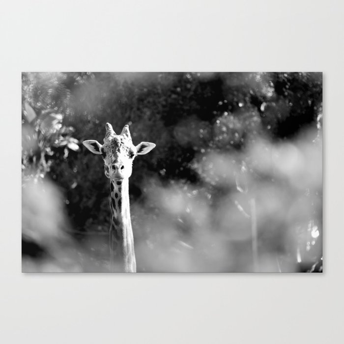 portrait of giraffe Canvas Print