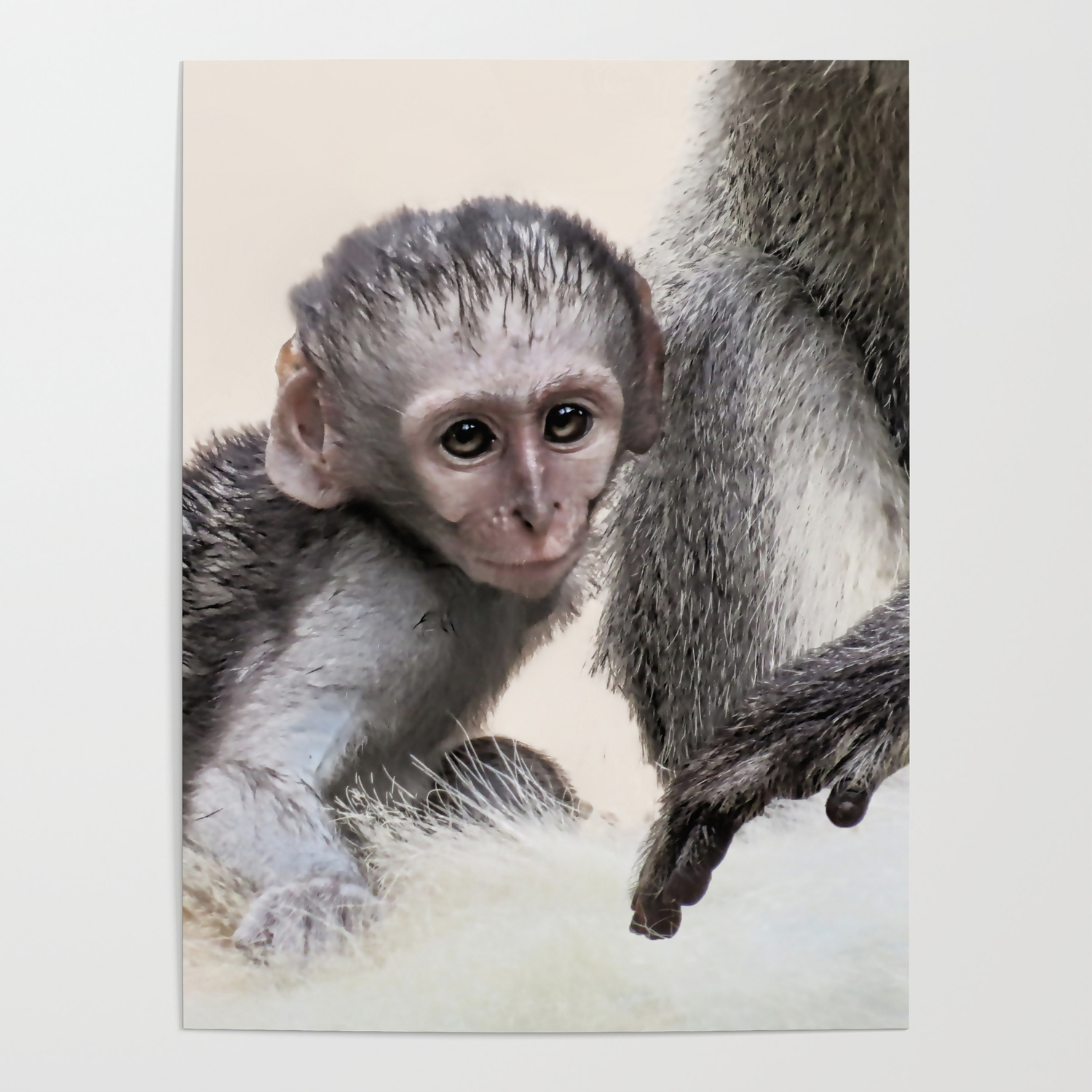 New Born Baby Monkey Poster By Laureenr Society6