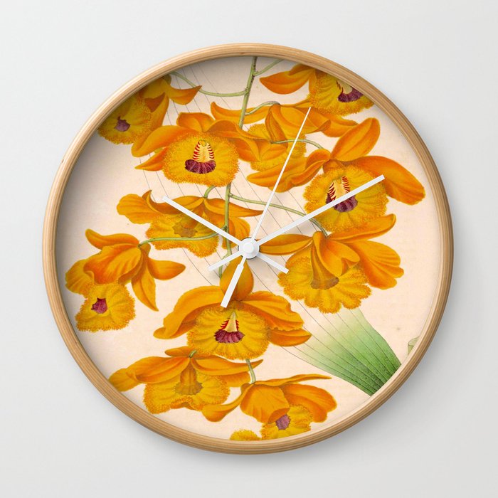 Dendrobium fimbriatum Vintage Botanical Floral Flower Plant Scientific Illustration Wall Clock