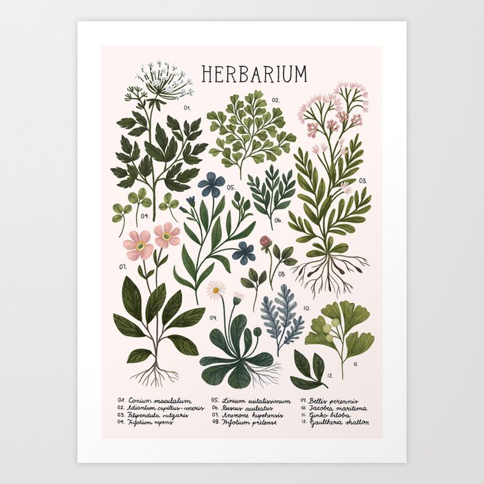 Herbarium ~ vintage inspired botanical art print ~ white Kunstdrucke Herbarium ~ vintage inspired botanical art print ~ white Kunstdrucke