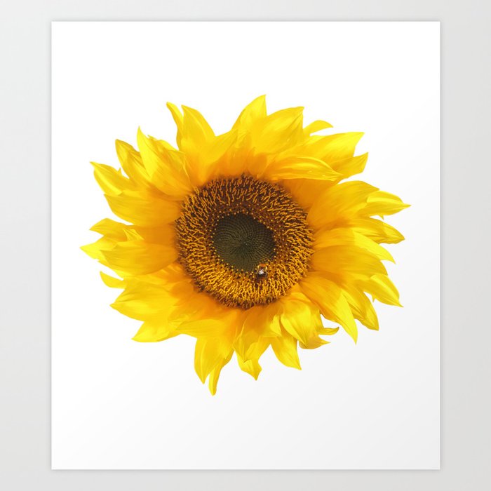 yellow sunflower Art Print