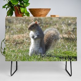 Wildlife photography, Eastern Gray Squirrel, nature Credenza