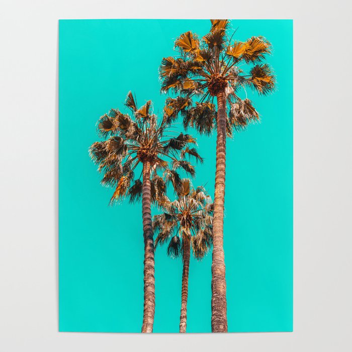 Palm Spring Trees, Breezy Palm, California Laguna Beach, Sunny California Palm Tree Leaves Poster