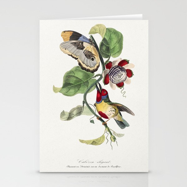 Versicolored Barbet Bird Stationery Cards