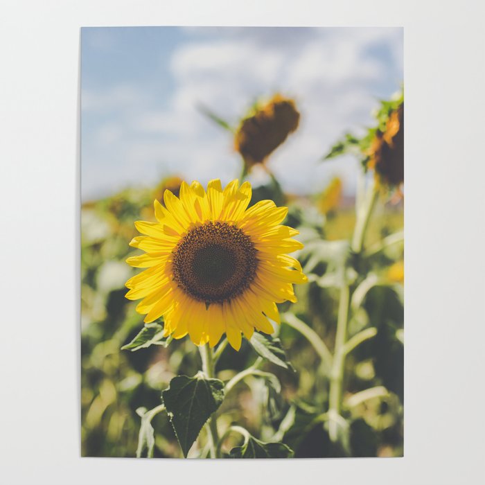 Allora | Sunflowers Poster