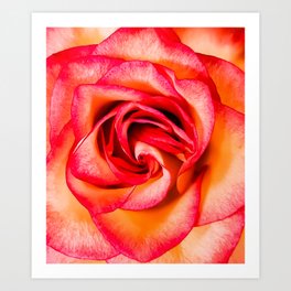 Sunset Rose Art Print
