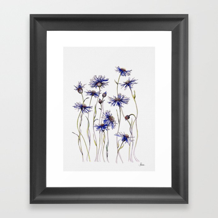Blue Cornflowers, Illustration Framed Art Print