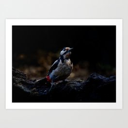 Great Spotted Woodpecker Art Print